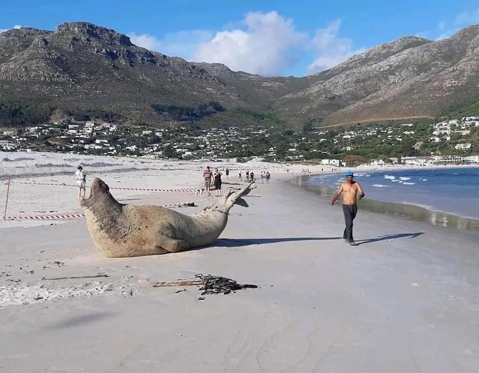 The Palm Hout Bay Διαμέρισμα Κέιπ Τάουν